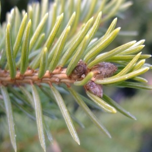 Photographie n°719822 du taxon Picea abies (L.) H.Karst. [1881]