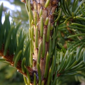 Photographie n°719824 du taxon Picea abies (L.) H.Karst. [1881]