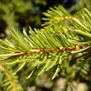 Photographie n°719828 du taxon Picea abies (L.) H.Karst. [1881]