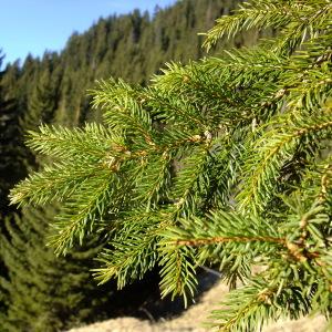 Photographie n°719830 du taxon Picea abies (L.) H.Karst. [1881]