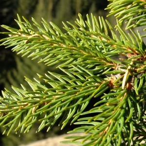 Photographie n°719831 du taxon Picea abies (L.) H.Karst. [1881]