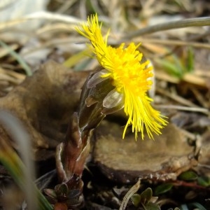 Photographie n°719868 du taxon Tussilago farfara L. [1753]