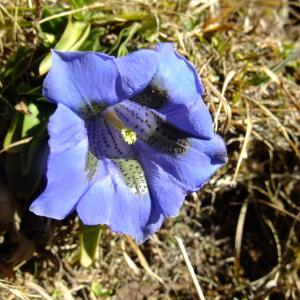 Photographie n°719906 du taxon Gentiana acaulis L. [1753]