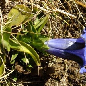 Photographie n°719910 du taxon Gentiana acaulis L. [1753]