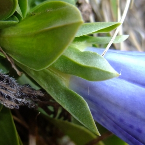 Photographie n°719913 du taxon Gentiana acaulis L. [1753]