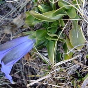 Photographie n°719919 du taxon Gentiana acaulis L. [1753]