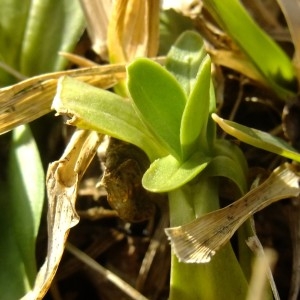 Photographie n°719921 du taxon Gentiana acaulis L. [1753]