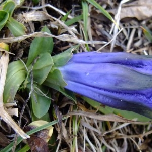 Photographie n°719923 du taxon Gentiana acaulis L. [1753]