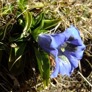 Photographie n°719925 du taxon Gentiana acaulis L. [1753]