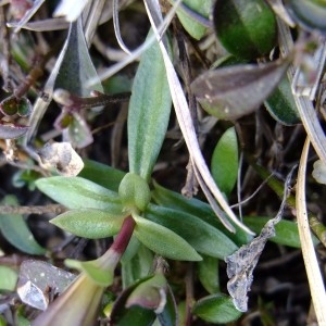 Photographie n°719926 du taxon Gentiana verna L. [1753]