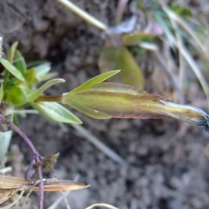 Photographie n°719929 du taxon Gentiana verna L. [1753]