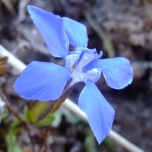 Photographie n°719930 du taxon Gentiana verna L. [1753]