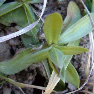 Photographie n°719931 du taxon Gentiana verna L. [1753]