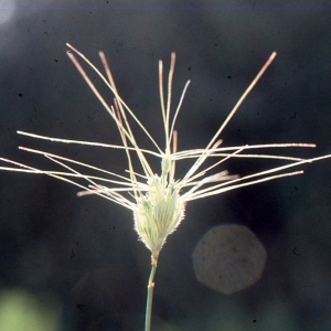 Photographie n°719958 du taxon Aegilops neglecta Req. ex Bertol. [1835]