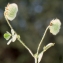  Liliane Roubaudi - Trifolium globosum L. [1753]