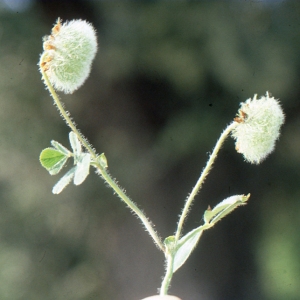 Trifolium globosum L.
