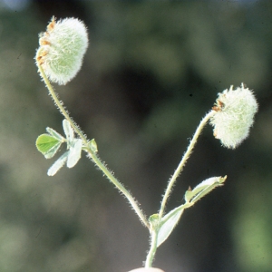 Photographie n°719973 du taxon Trifolium globosum L. [1753]