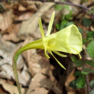 Photographie n°720114 du taxon Narcissus bulbocodium L. [1753]