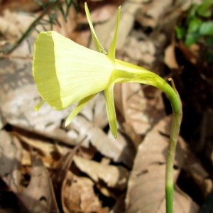 Photographie n°720115 du taxon Narcissus bulbocodium L. [1753]
