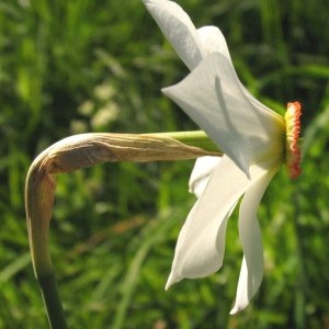 Photographie n°720118 du taxon Narcissus poeticus subsp. poeticus