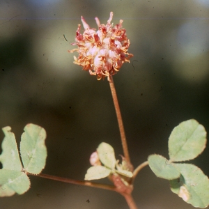 Photographie n°720128 du taxon Trifolium physodes Stev. ex M.Bieb. [1808]