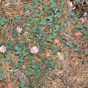 Photographie n°720129 du taxon Trifolium physodes Stev. ex M.Bieb. [1808]