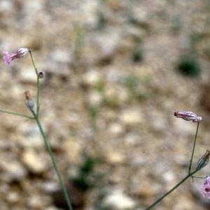 Photographie n°720132 du taxon Silene behen L. [1753]