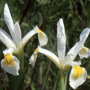 Iris ochroleuca L.