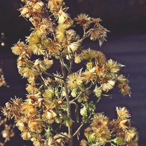 Photographie n°720182 du taxon Erigeron sumatrensis Retz. [1810]