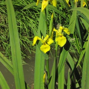 Photographie n°720258 du taxon Iris pseudacorus L. [1753]