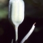  Liliane Roubaudi - Fritillaria involucrata All. [1789]