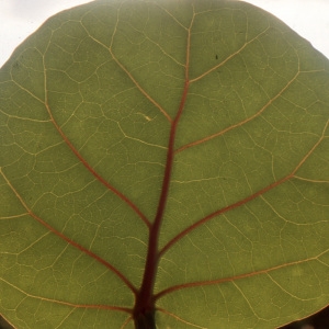 Photographie n°720333 du taxon Coccoloba uvifera (L.) L.