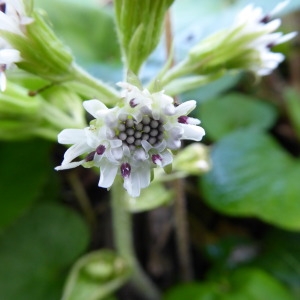 Photographie n°720337 du taxon Petasites pyrenaicus (L.) G.López [1986]