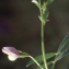  Liliane Roubaudi - Vicia villosa subsp. elegantissima (Shuttlew. ex Rouy) G.Bosc & Kerguélen [1987]