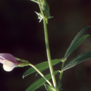 Photographie n°720346 du taxon Vicia villosa subsp. elegantissima (Shuttlew. ex Rouy) G.Bosc & Kerguélen [1987]