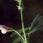  Liliane Roubaudi - Vicia villosa subsp. elegantissima (Shuttlew. ex Rouy) G.Bosc & Kerguélen [1987]