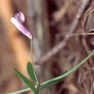 Photographie n°720347 du taxon Vicia villosa subsp. elegantissima (Shuttlew. ex Rouy) G.Bosc & Kerguélen [1987]