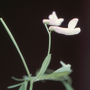 Photographie n°720349 du taxon Vicia villosa subsp. elegantissima (Shuttlew. ex Rouy) G.Bosc & Kerguélen [1987]