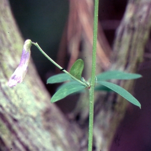 Photographie n°720351 du taxon Vicia villosa subsp. elegantissima (Shuttlew. ex Rouy) G.Bosc & Kerguélen [1987]