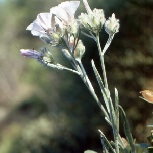 Convolvulus oleifolius var. scapulorum (Rchb.f.) Greuter & Pleger