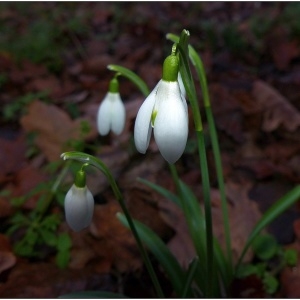 Photographie n°720450 du taxon Galanthus nivalis L. [1753]