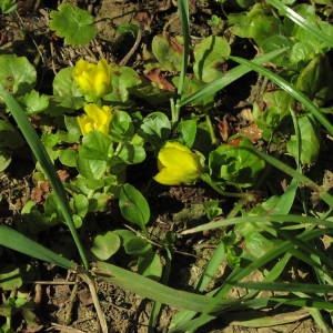 Photographie n°720460 du taxon Lysimachia nummularia L. [1753]