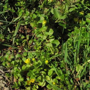 Photographie n°720461 du taxon Lysimachia nummularia L. [1753]