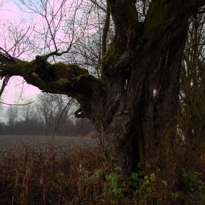 Photographie n°720537 du taxon Salix alba L. [1753]