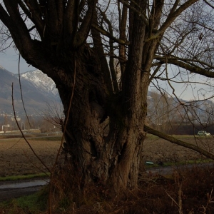 Photographie n°720538 du taxon Salix alba L. [1753]