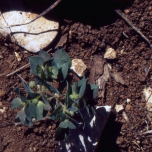 Photographie n°720543 du taxon Euphorbia falcata L. [1753]