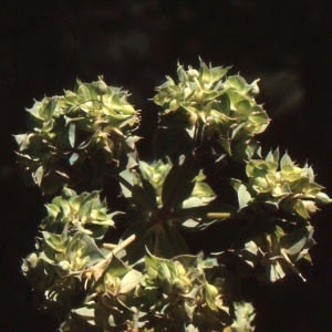 Photographie n°720544 du taxon Euphorbia falcata L. [1753]