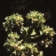  Liliane Roubaudi - Euphorbia falcata L. [1753]