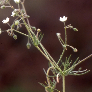 Photographie n°720550 du taxon Spergula arvensis L. [1753]