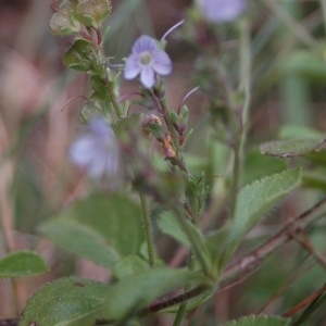 Photographie n°720596 du taxon Veronica officinalis L. [1753]